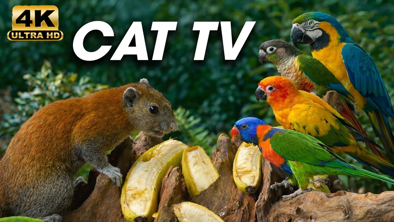 Cat TV for Cats to Watch 😺 Birds and Squirrels Compete for Treats 🐿 Cat Games 4K HDR