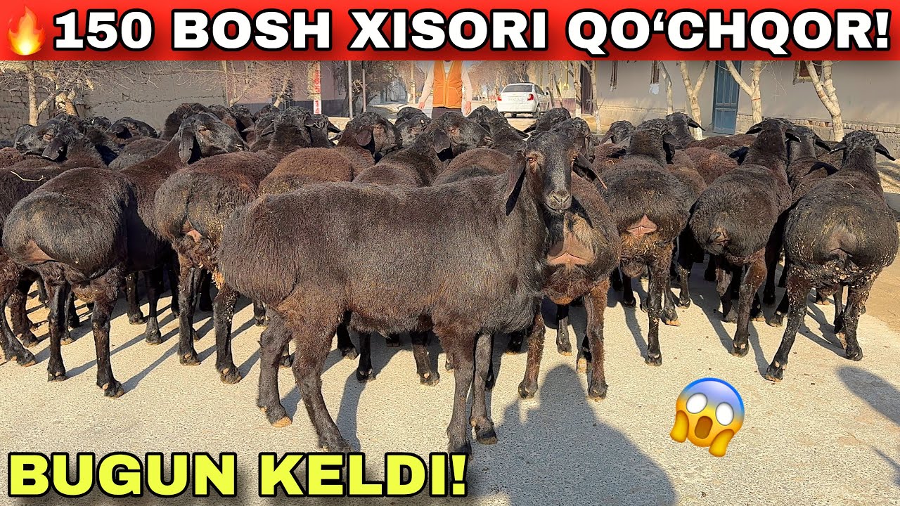 💥 BUNAQASI KAM! 150 BOSH XISORI QO‘CHQORLAR — BUGUN KELDI!
