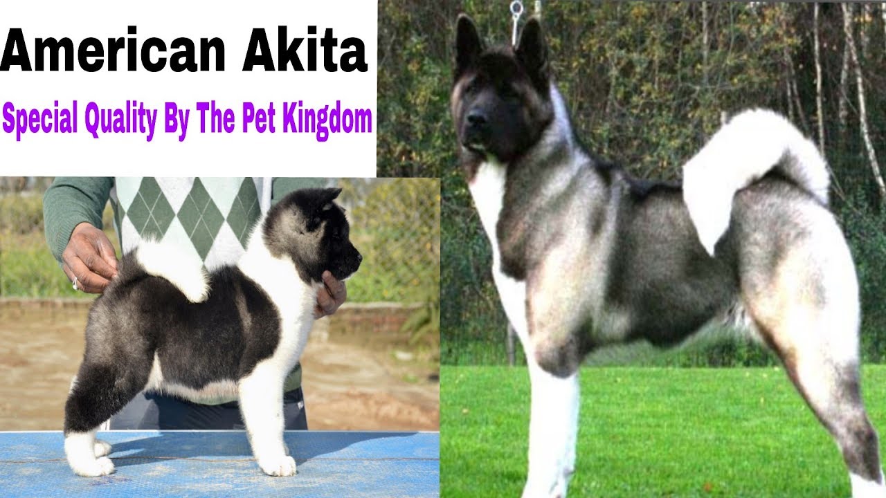 Akita puppy || Best Quality Breed Information || Doggies Divine
