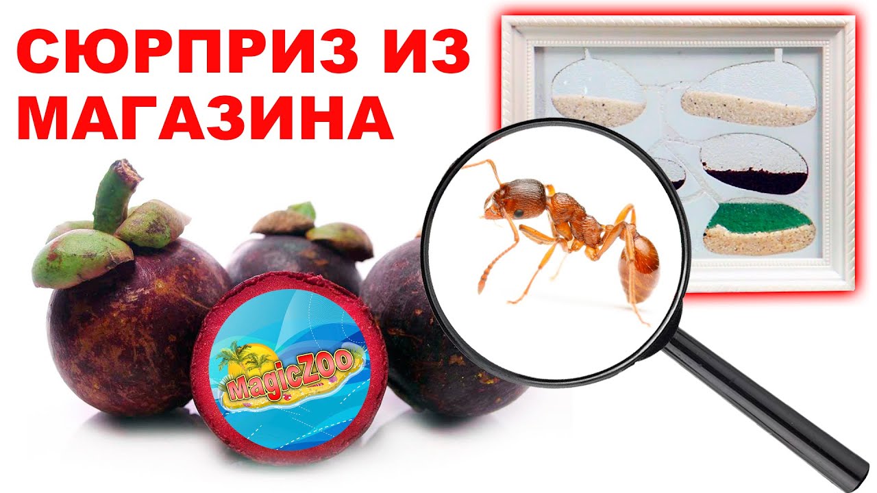 Муравьиная ферма своими руками. Формикарий для муравьев из фоторамки | ant farm diy.