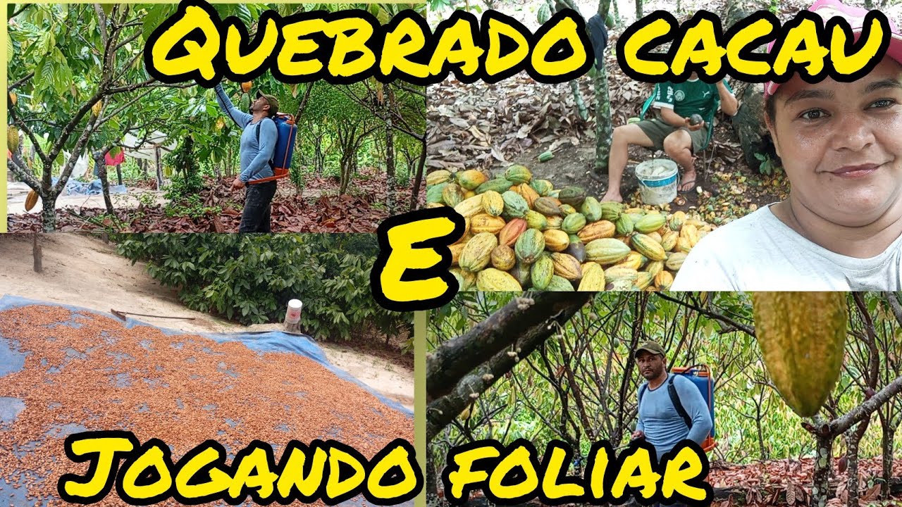 1️⃣ Dia no Sítio: Quebramos Muito Cacau e Jogamos Foliar nos Pés