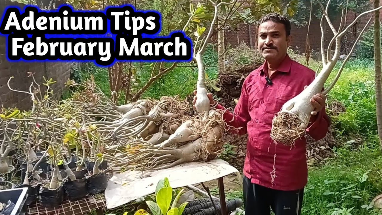 Adenium Tips February March#adenium #adeniumlover #desertrose 