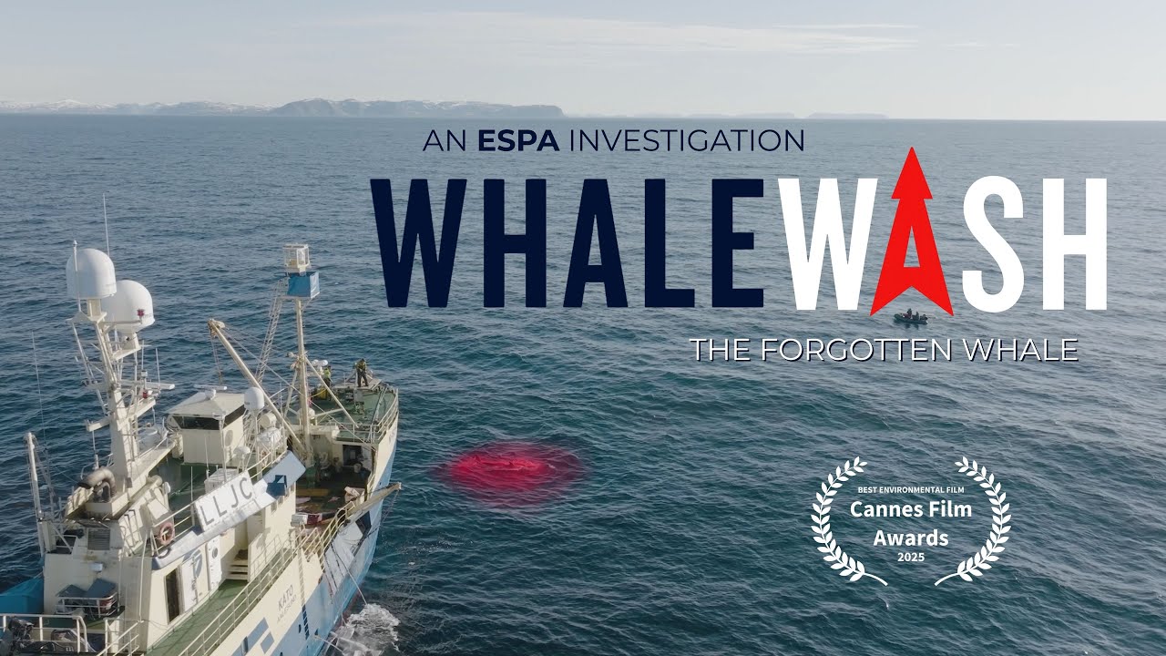 Whale Wash: The Forgotten Whale