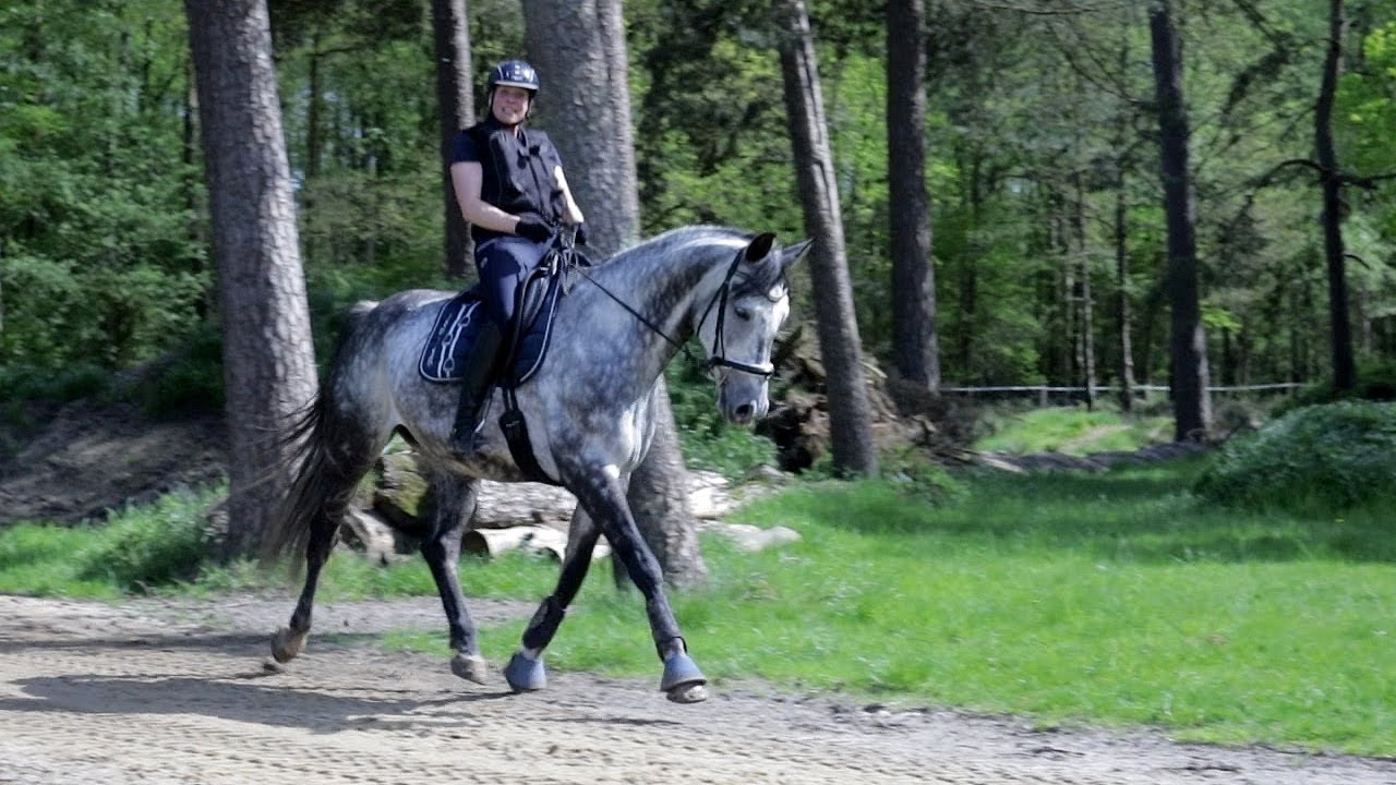 Pferd geht nicht vorwärts und bleibt bei jeder Gelegenheit stehen