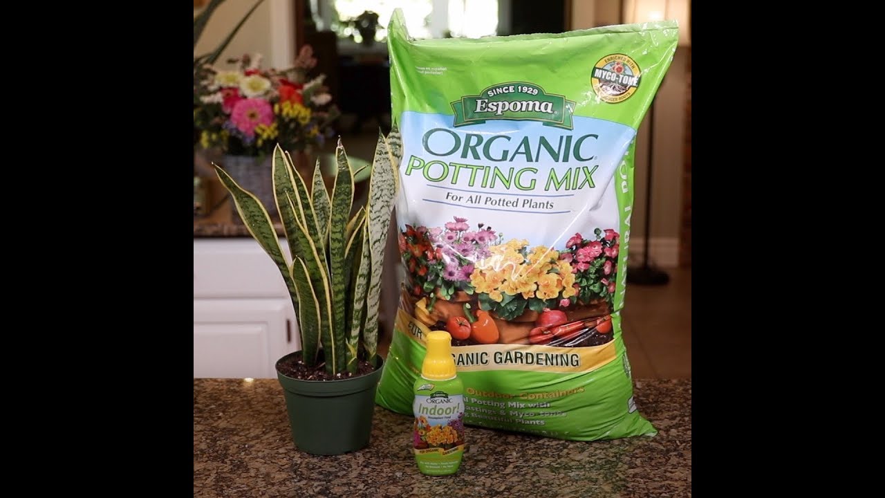 How to Re-pot  Houseplants - Quick Version