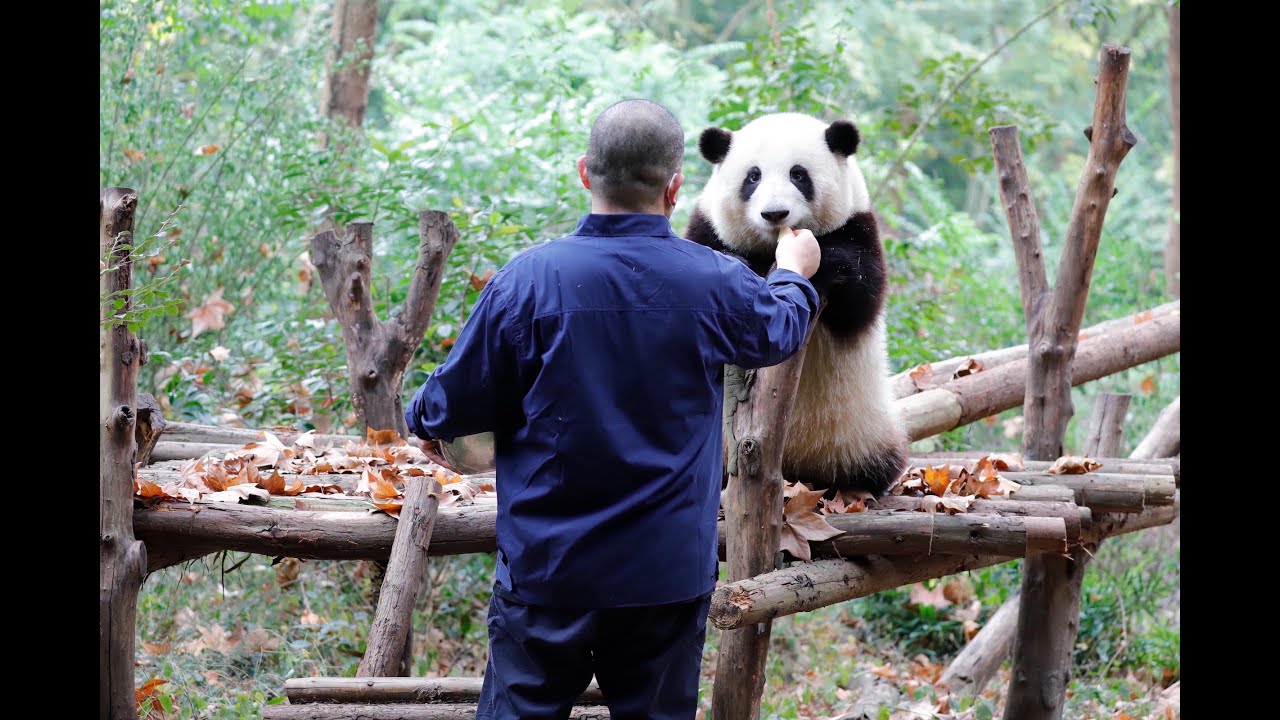 panda He hua training 和花：谭爷爷给花花上课了，花花好认真，好可爱