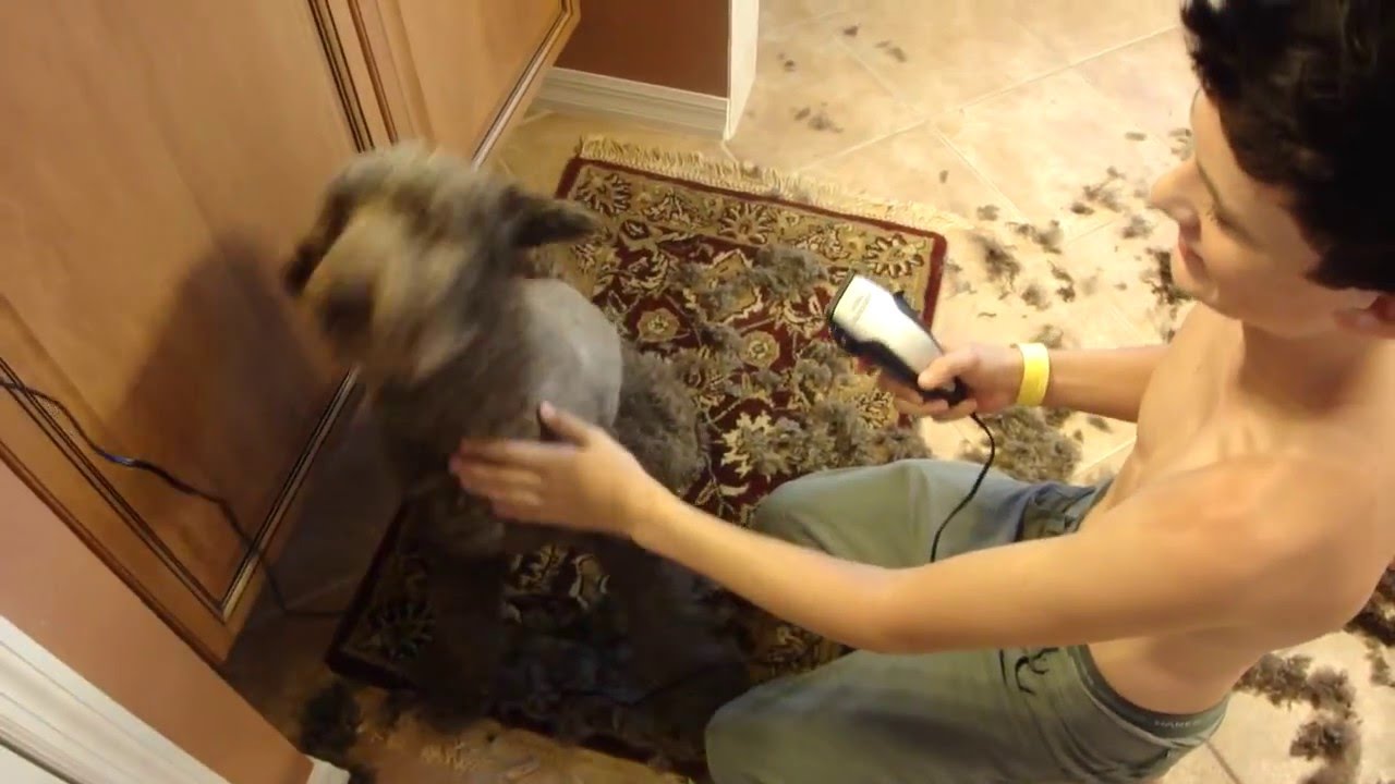 The FUNNIEST grooming disaster ever! What went wrong???