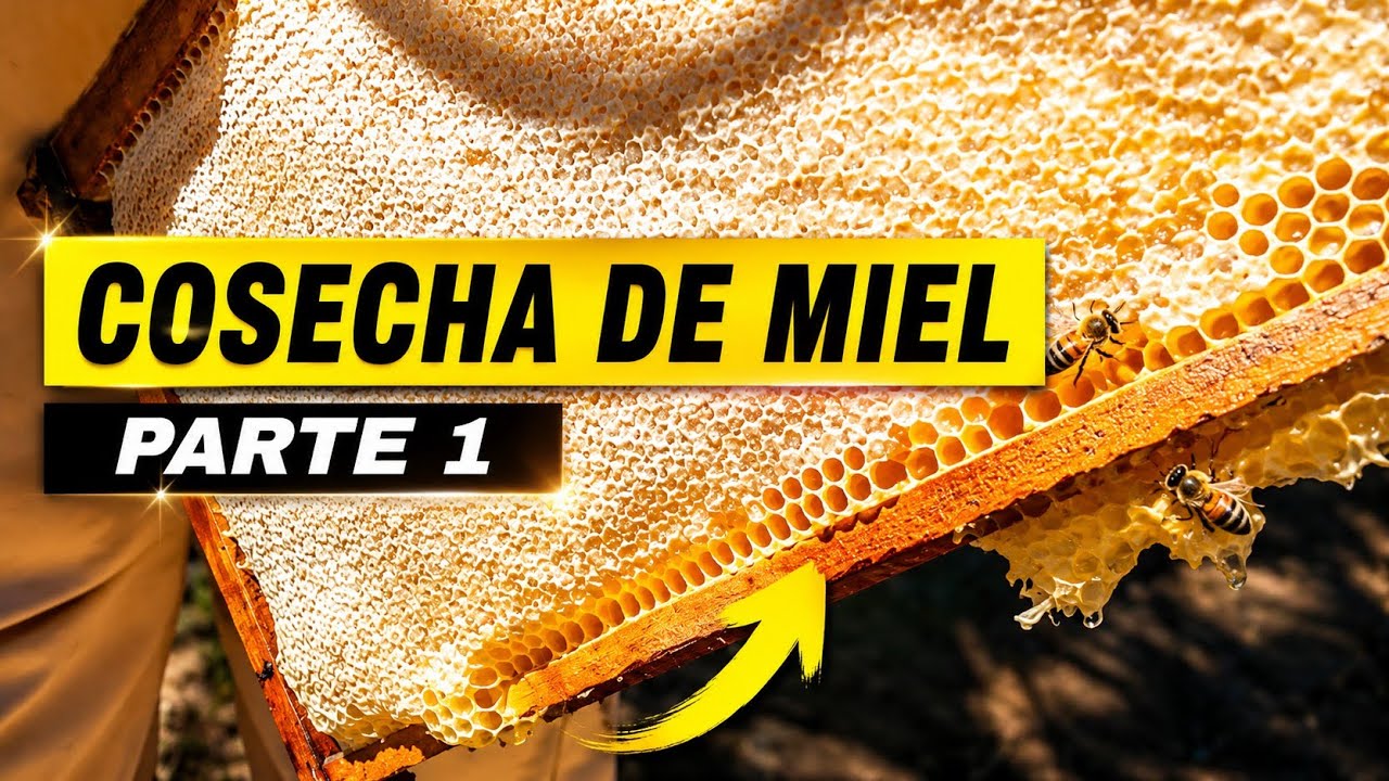 COSECHA DE MIEL EN CHILE (PARTE 1) 🍯