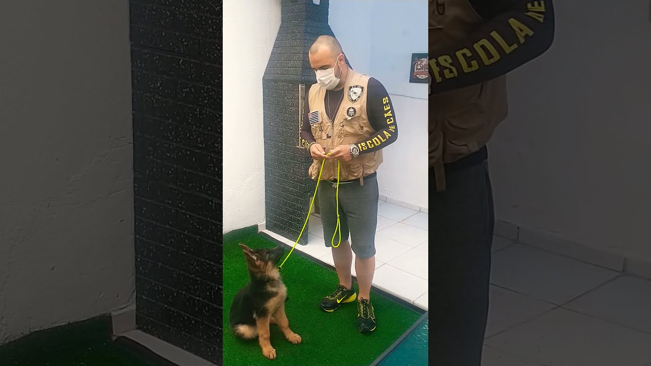 1@ aula adestramento básico cachorro pastor alemão Fêmea de  3 meses Leona