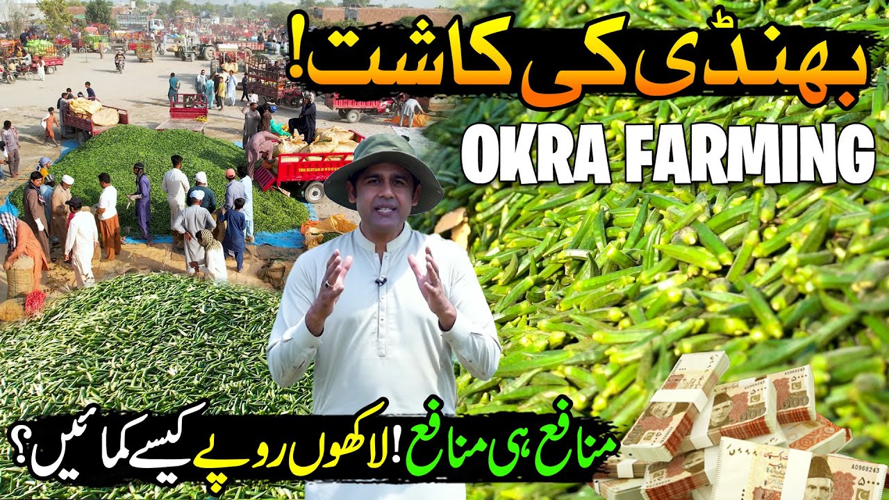 Okra Farming in 2025 | Growing OKRA From Seed | Lady Finger ( Bhindi ) | Kissan Ka Pakistan