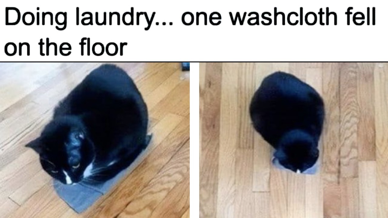 Cat Memes