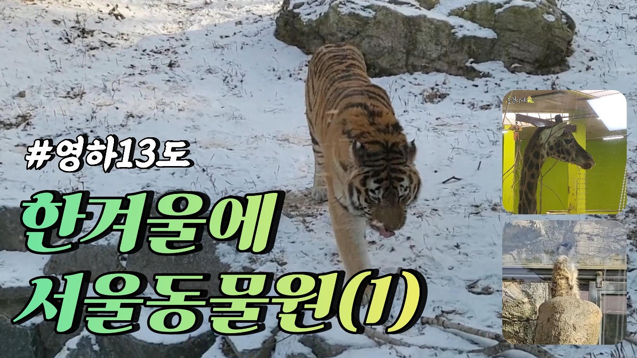 한겨울에 #서울동물원 가다! ep1 💚도겸이네💚