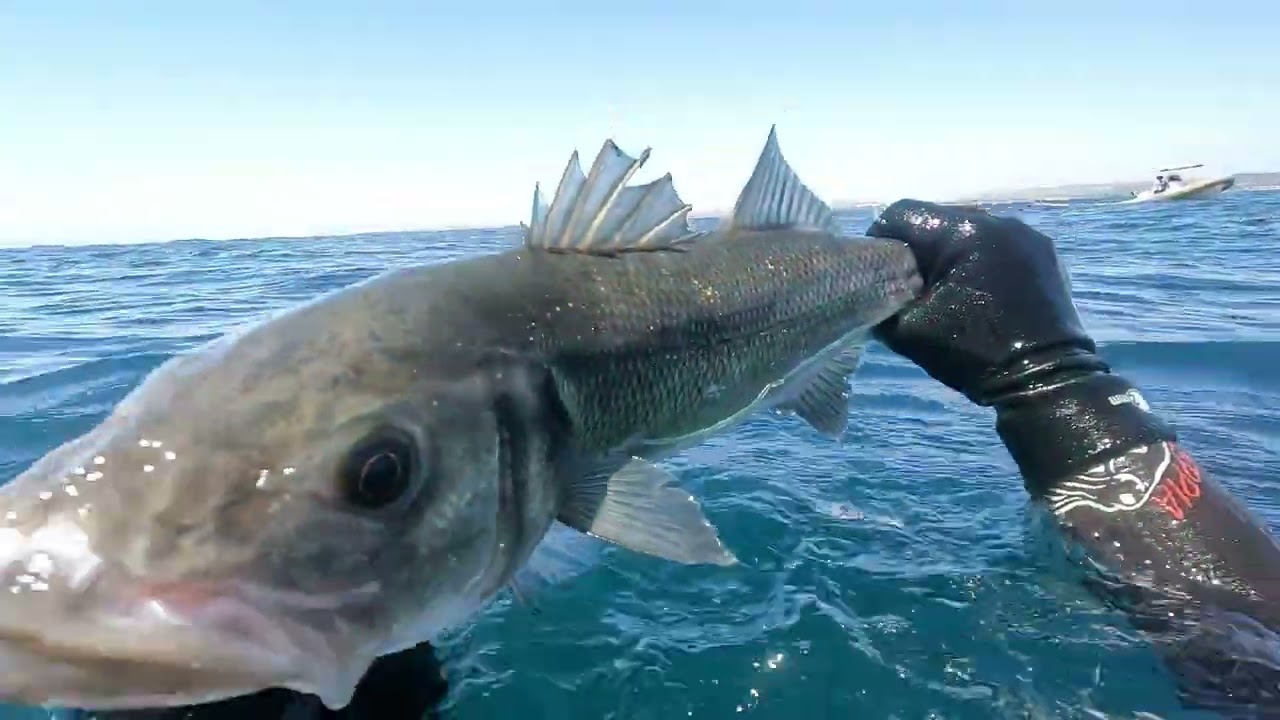 Pescasubmarina variada Verano 2024