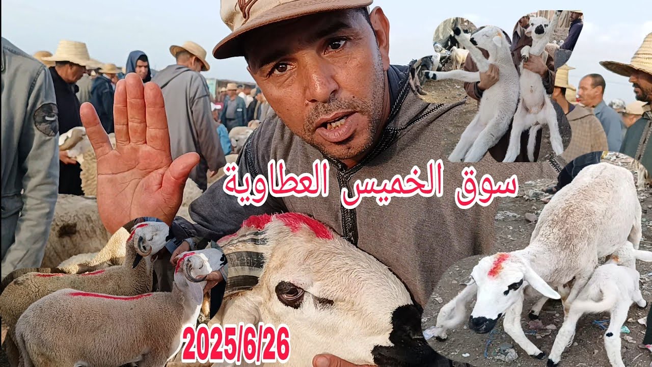 مباشره من سوق الخميس العطاوية باقليم قلعة السراغنة بتاريخ 2025/6/26 مع أتمنة خروف وخروفة وحولي 🐏🐑🇲🇦