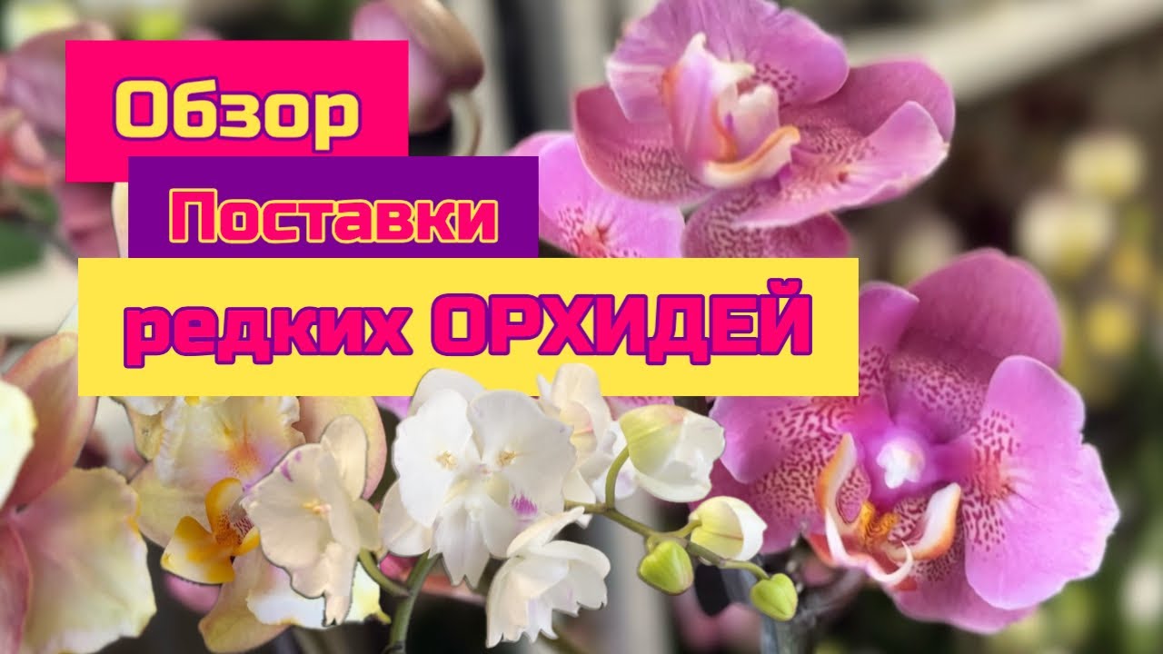 Обзор поставки редких орхидей фаленопсис , Санкт-Петербург ОрхоМир #orchid #цветущиеорхидеи #flowers