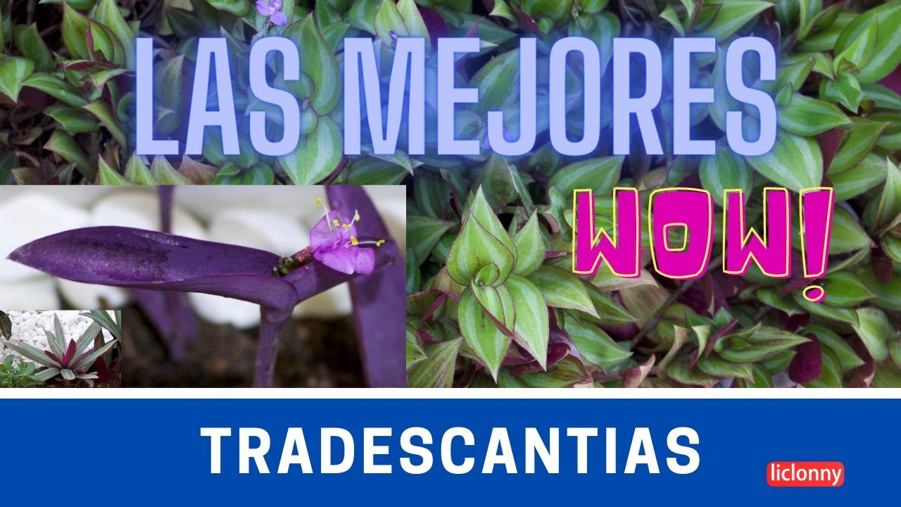 Las principales especies de Tradescantia que no pueden faltar en tu jardín. liclonny