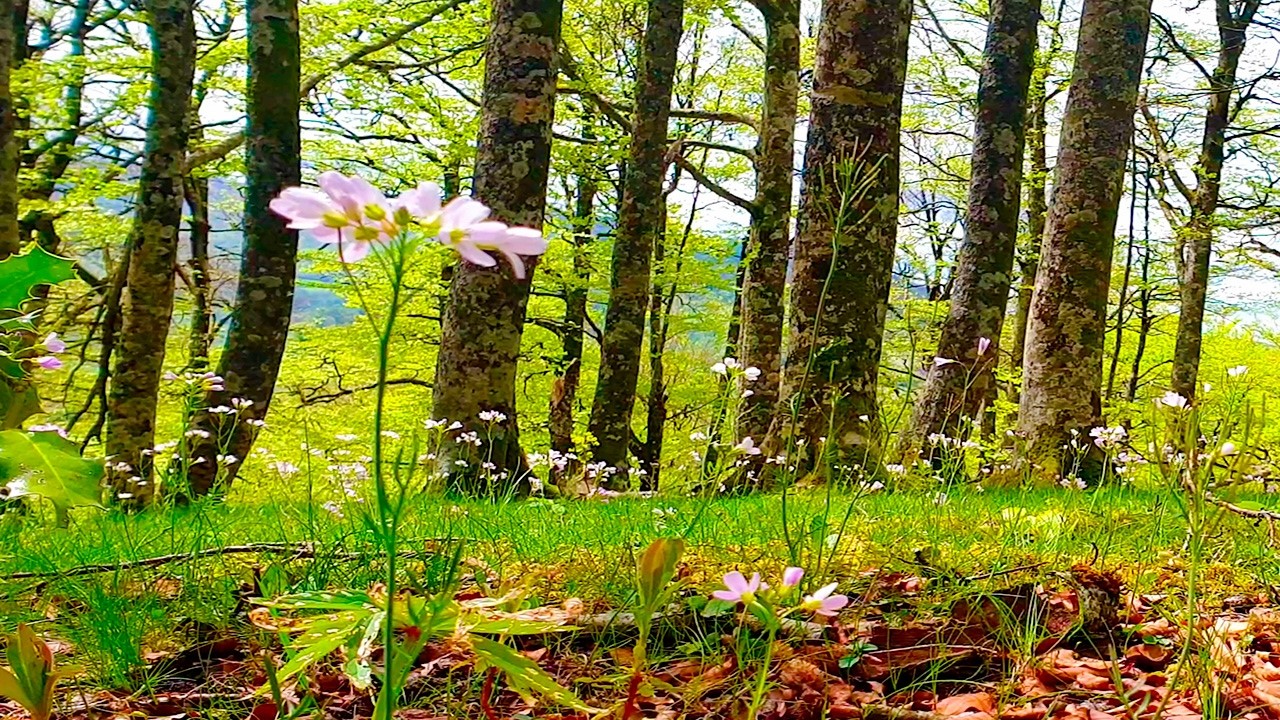 Morning Energy 🌳 432Hz Nature Healing Frequencies 🌳 Forest Therapy