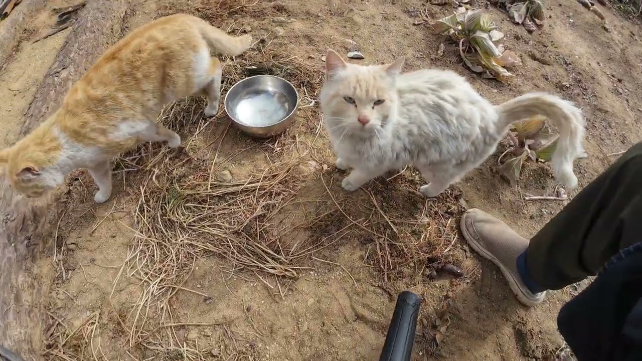 행복이 밥 주는데 나도 밥 달라고 나타난 고양이