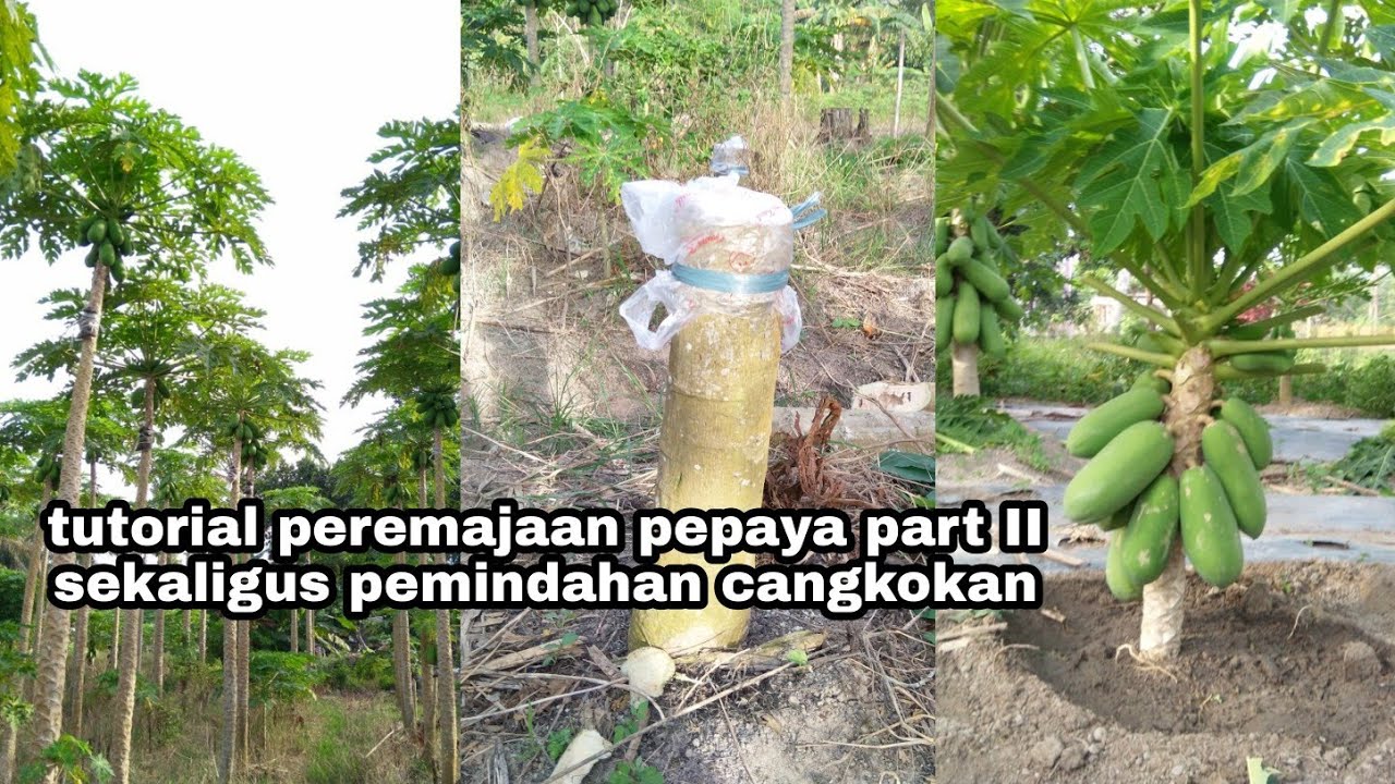 Peremajaan pepaya California part II sekaligus trik penanaman cangkokan