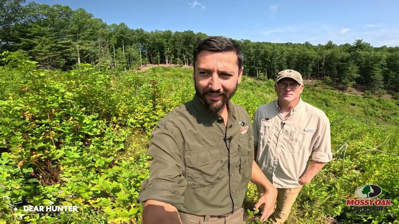 Clear Cut Evaluation - Why Clear Cuts Make GREAT Wildlife Habitat