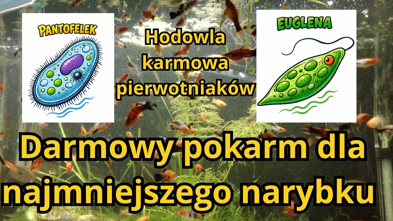 Hodowla karmowa dla narybku: pierwotniaki, protisty, infuzoria, orzęski: pantofelki.