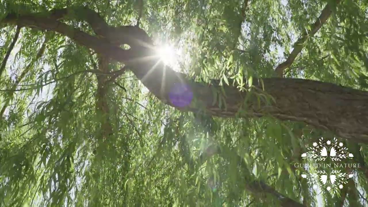 Willow Tree Guided Meditation for Acceptance & Self-Compassion