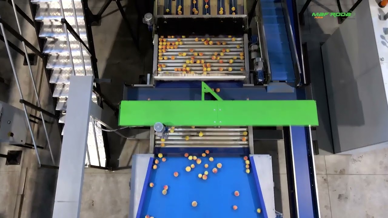 2023 - SAWMILL (BOSCHENDAL / SOUTH AFRICA) - Stone Fruits Packing Line