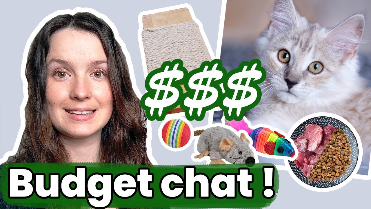 Avoir un chat : Est-ce que ça coûte cher ? Quel budget prévoir par an ?