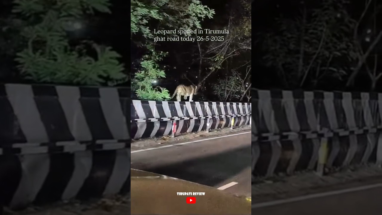 Leopard spotted in tirumala l Tirupati Review
