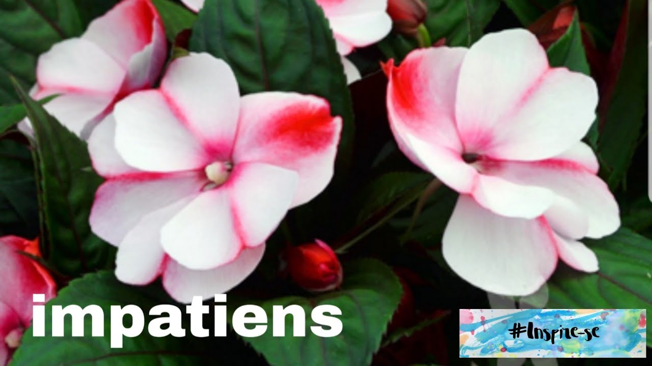 impatiens,  sumpatiens
