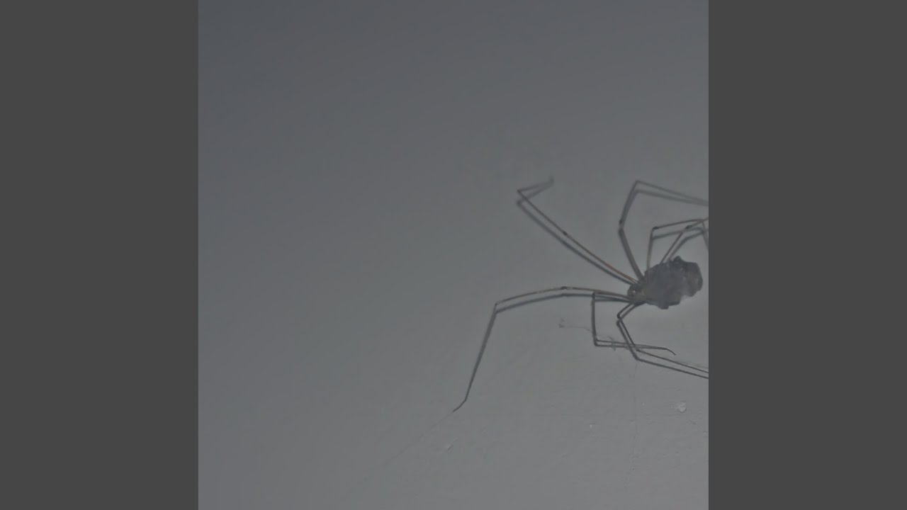 Petrunko