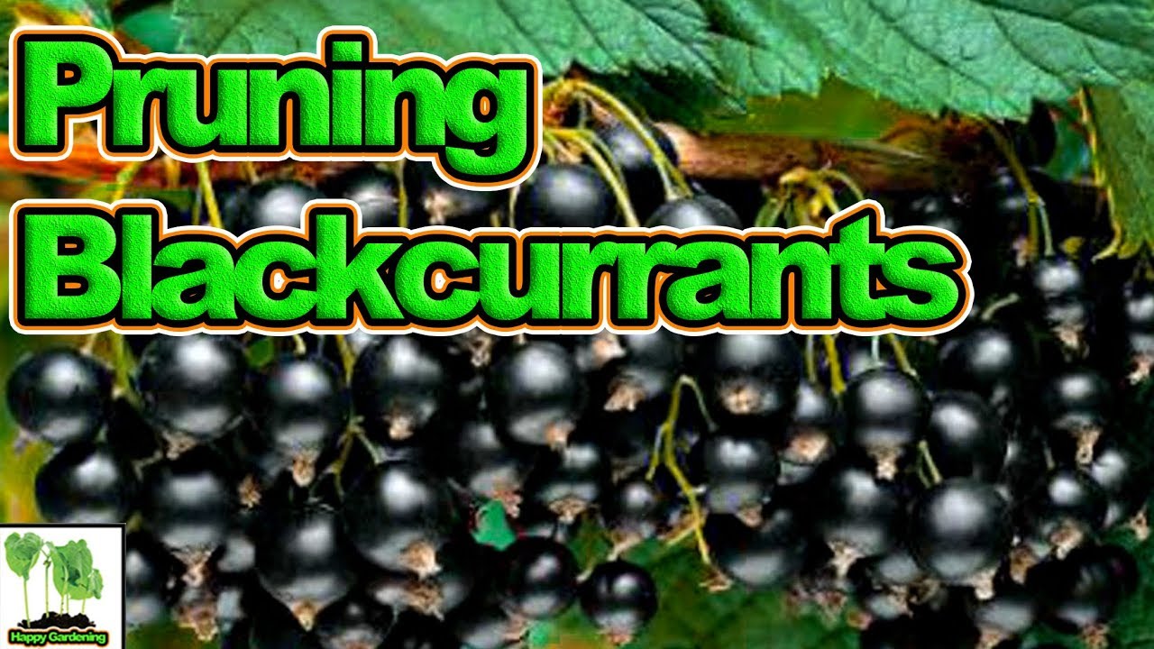 How to Prune Your Blackcurrants For High Yields