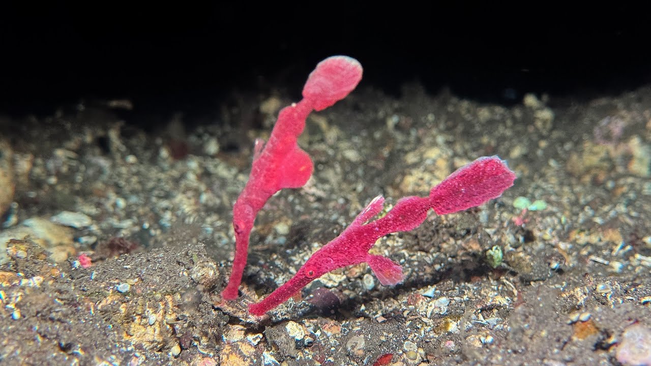 Velvet Ghost Pipefish in Tulamben - Indonesia, July 2025 [4K|60fps]