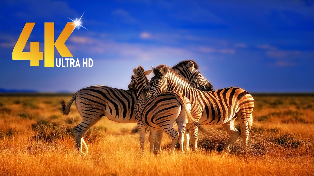 4k Amazing African Zebra Wildlife Footage | It&rsquo;s Very Beautiful Animal?