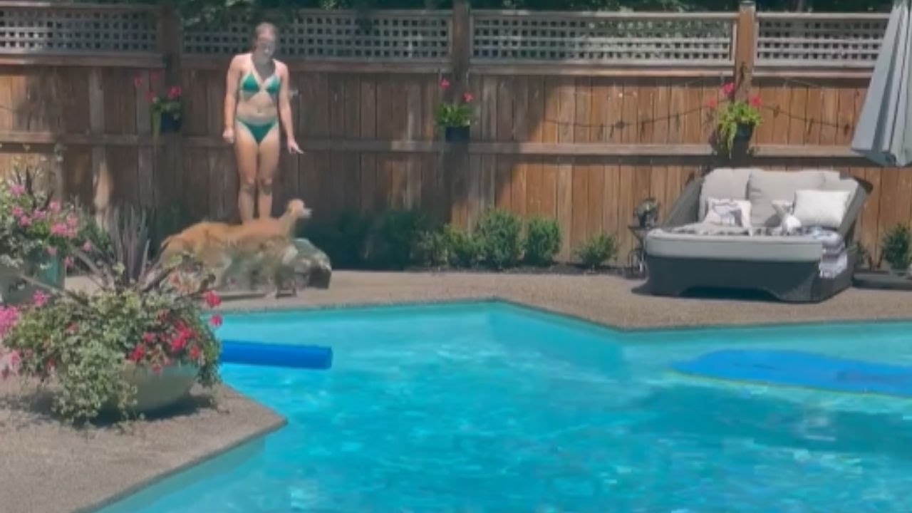 Adorable golden retriever loves to swim in the pool with owner *Wholesome* || WooGlobe
