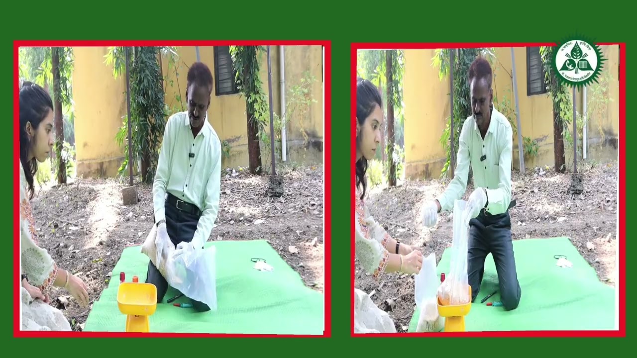 ज्वारी बीज प्रकिया कशी करावी