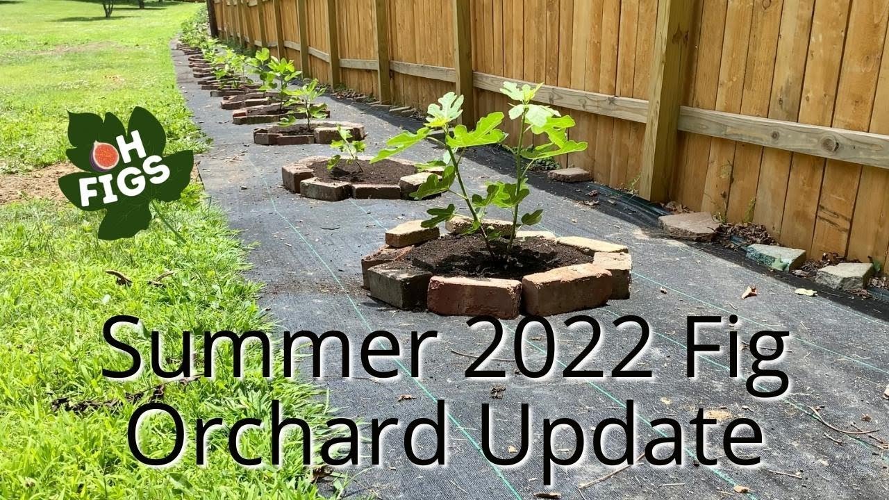 Early Summer 2022 Fig Orchard Walk Through and Variety Discussion
