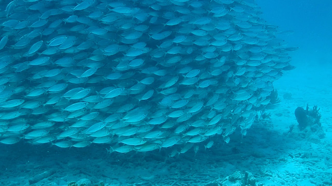 Bonaire - Tori`s Reef baitball - Bigeye scad