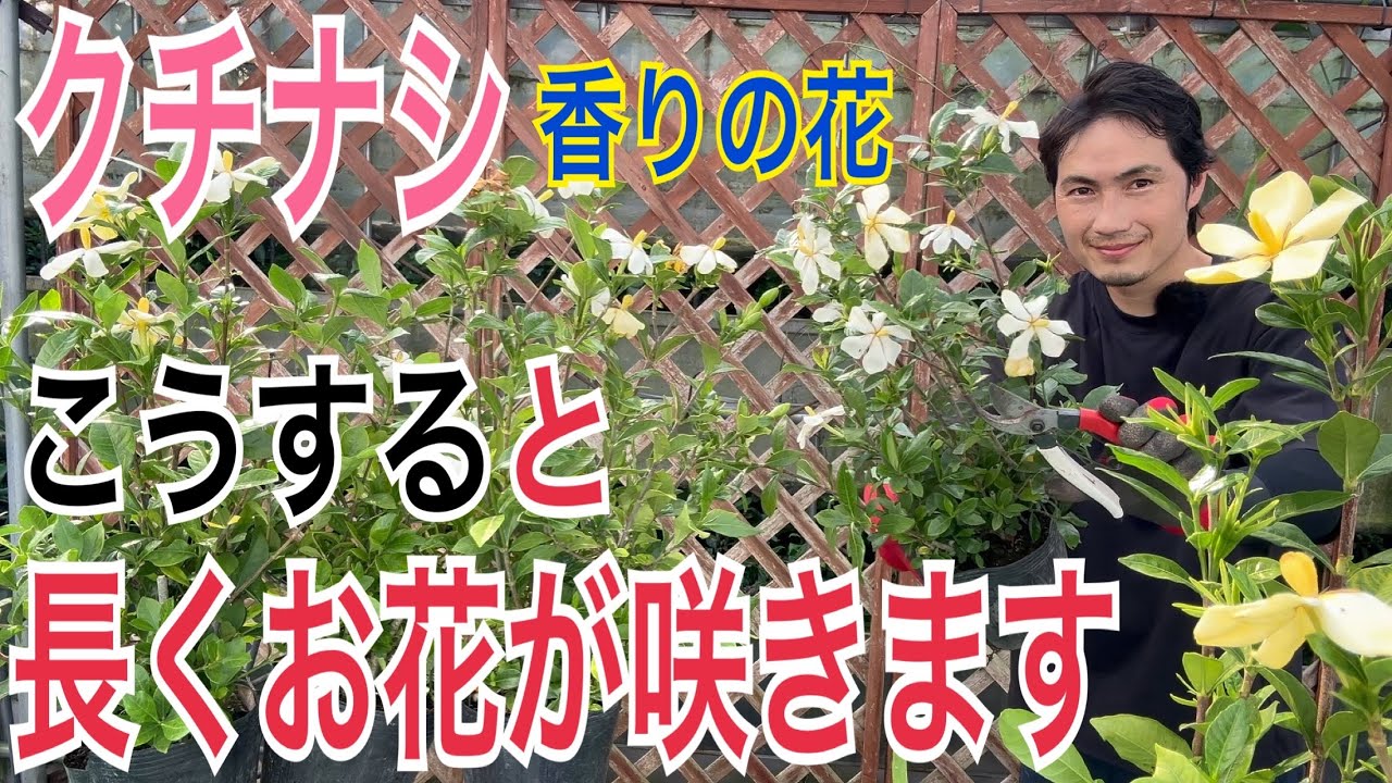 【剪定2パターン】クチナシが毎年咲き続ける方法を実践で解説します！【園芸】【ガーデニング】