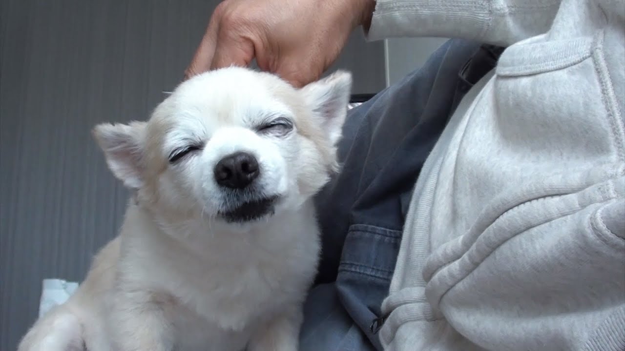 Massage for Chihuahua, Time of rest and relaxation !!