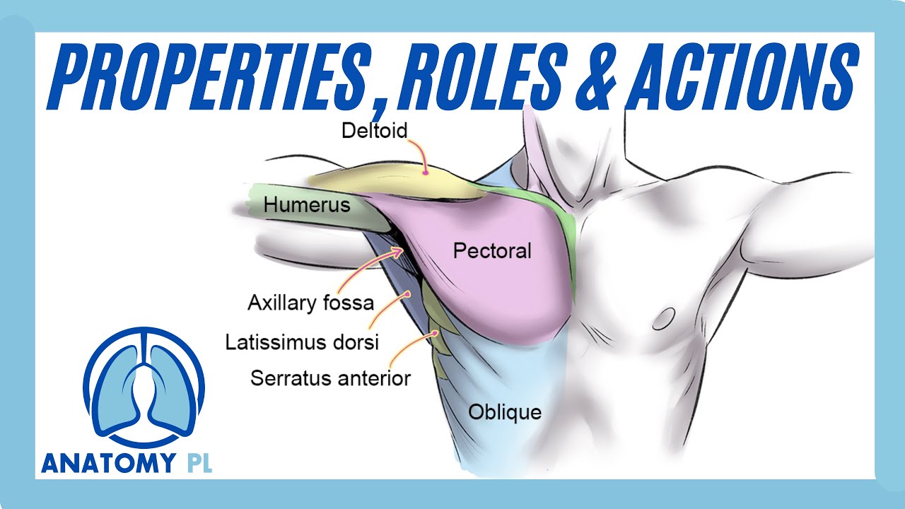 Muscle Properties, Roles & Actions