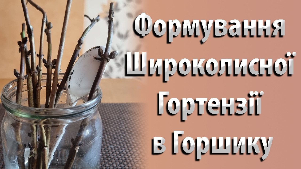 Формування Широколистої Гортензії в Горшику. Живцювання Брунькою
