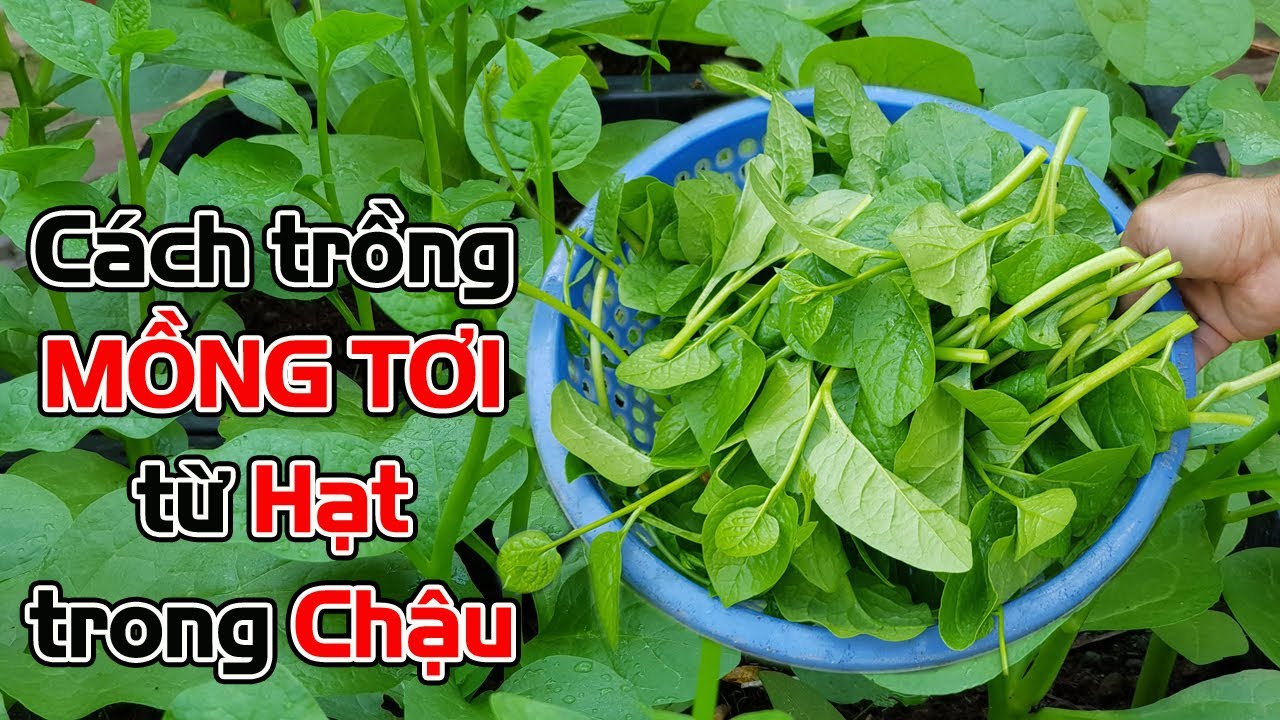Cách trồng rau mồng tơi trong chậu bằng hạt tại nhà