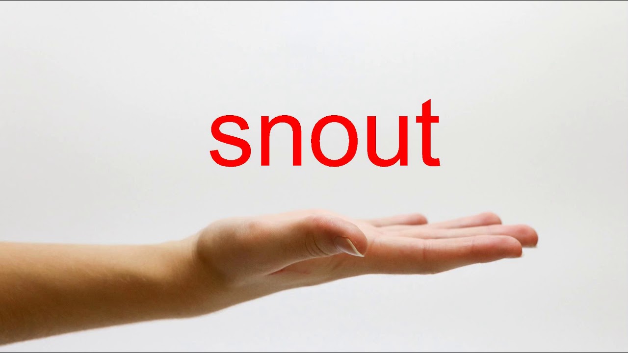 How to Pronounce snout - American English