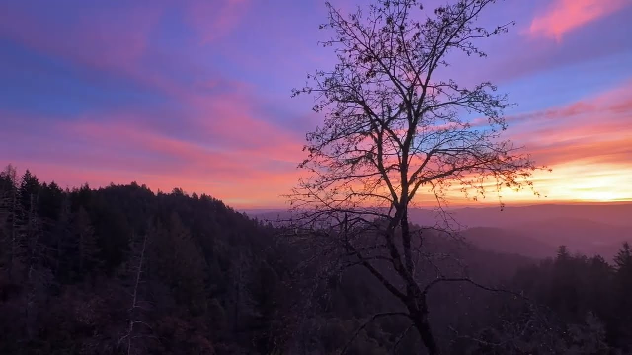 As fall transitions to winter: fog, forest, rain, time lapses, walks with Jack (relaxing, peaceful)