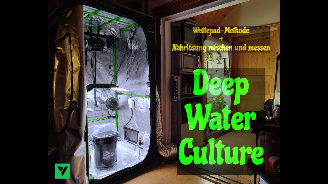 DWC - Episode 2 - Germination in a cotton pad and changing the nutrient solution for the first ti...