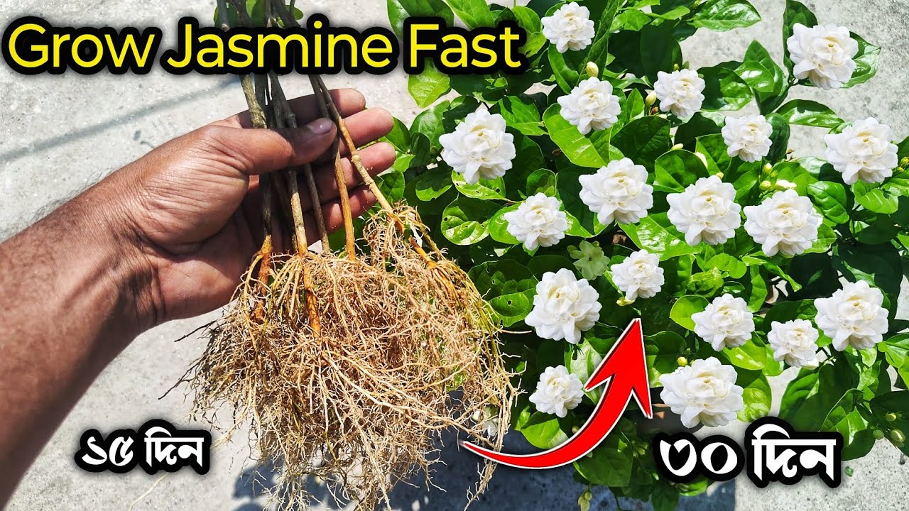 এই সহজ পদ্ধতিটি বেলি গাছের কলমকে কখনো ব্যর্থ হতে দেবে না | how to grow mogra jasmine from cuttings