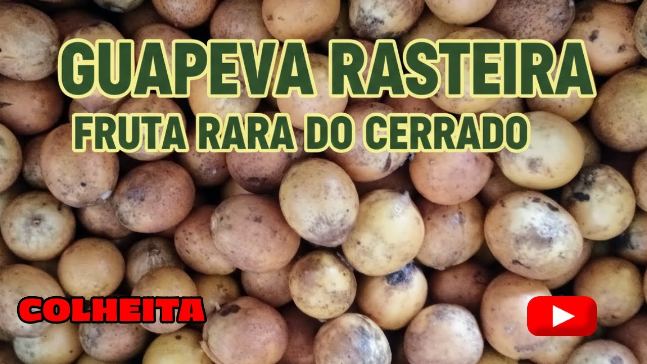 Salve a Guapeva Rasteira antes que seja tarde