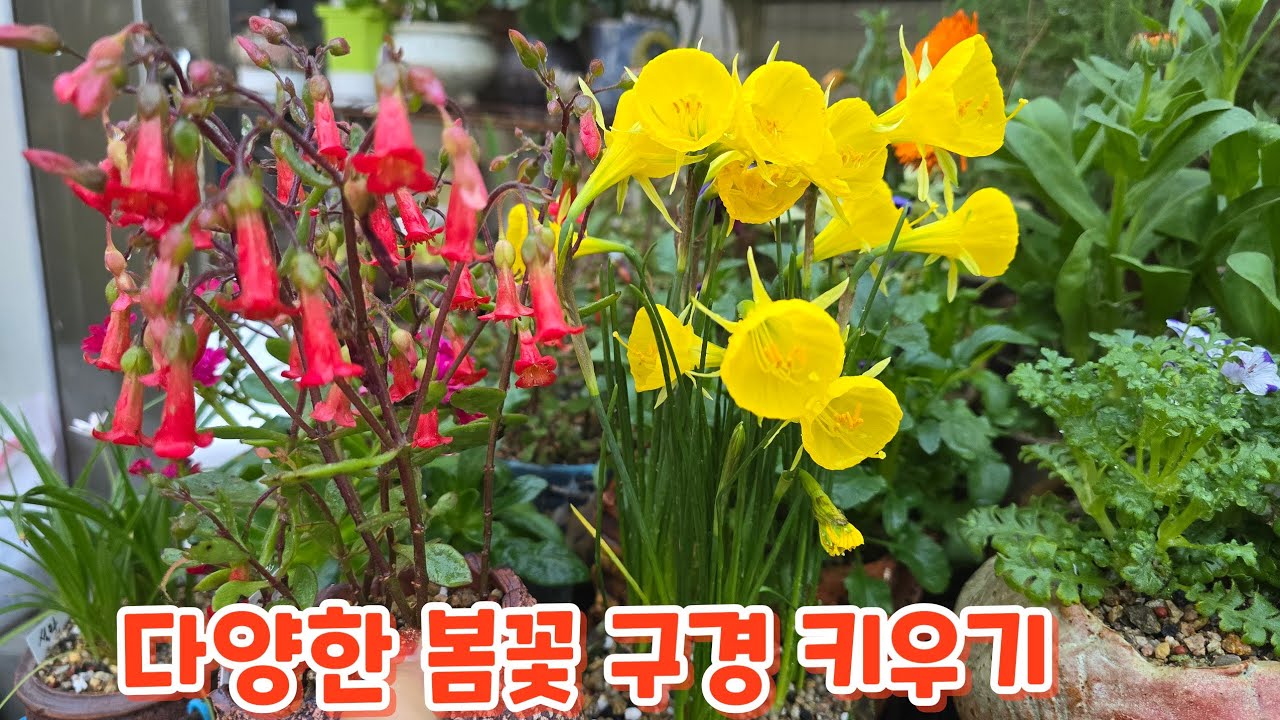 다양한 봄꽃  구경 하면서  키우기 알아보아요  