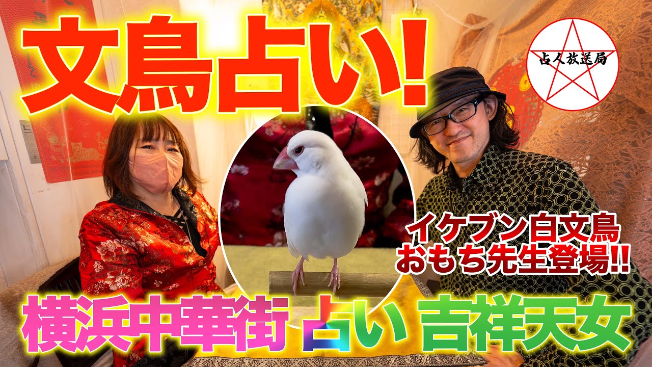 大人気！文鳥占い！イケブン白文鳥おもち先生登場！【占人放送局＆吉祥天女コラボ企画①】 ＃文鳥占い